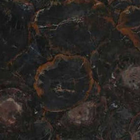 Black Petrified Wood