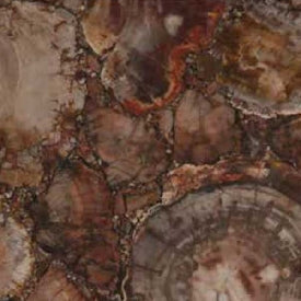 Petrified Wood